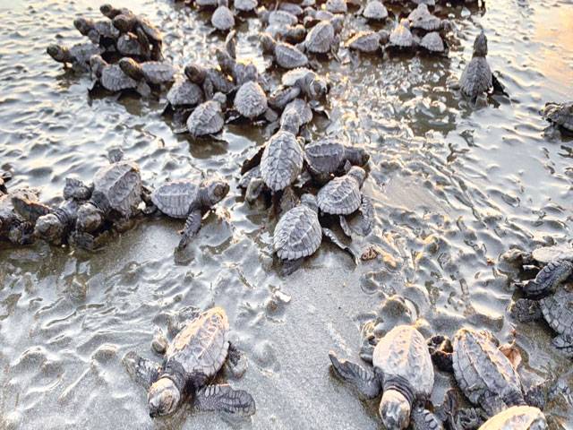 Thousands of turtles  lay eggs on  Nicaraguan coast