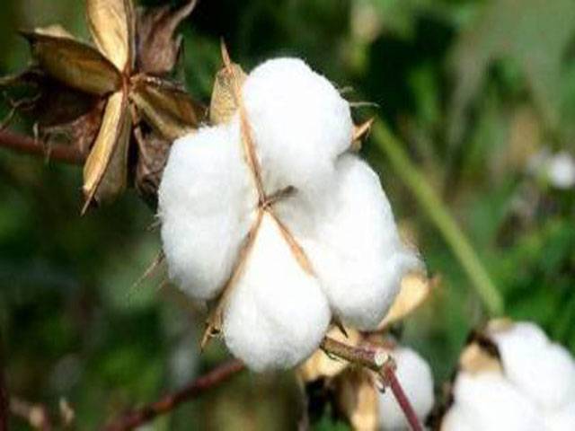 Off season management vital to save next crop of cotton from pests