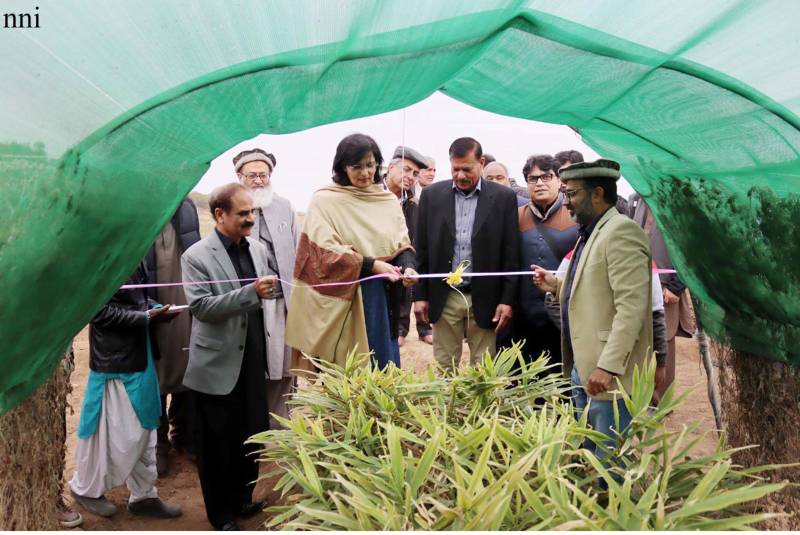 Sania inaugurates first ever ginger harvest in Pakistan