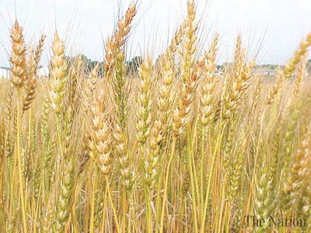 Rains to have positive impact on all Rabi crops