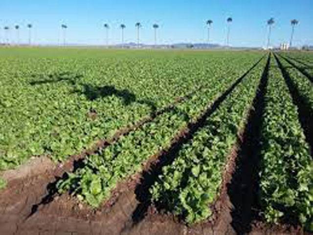 Nanotechnology for high-yield agriculture promotes Pak-China coop
