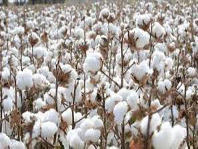 Over 7.4 m cotton bales reach ginneries across Pakistan