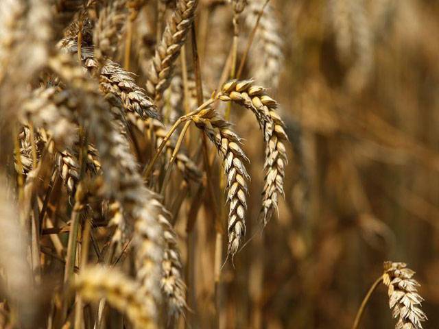Wheat to be procured at Rs2,200 per maund