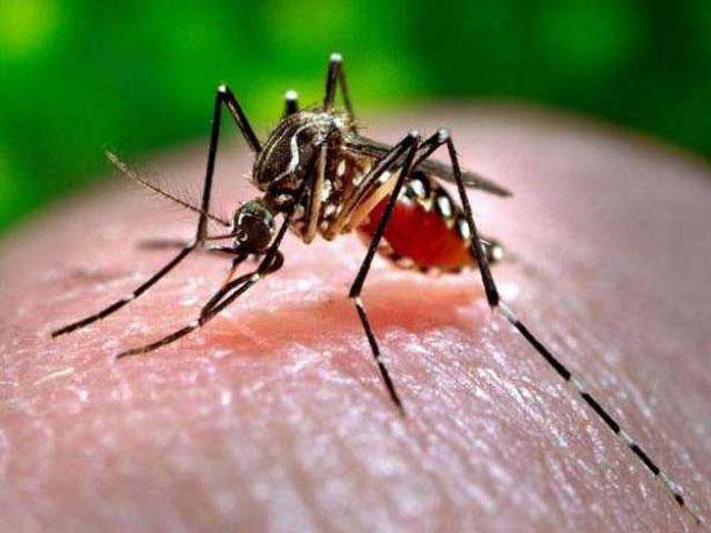 57 more dengue cases reported in Punjab