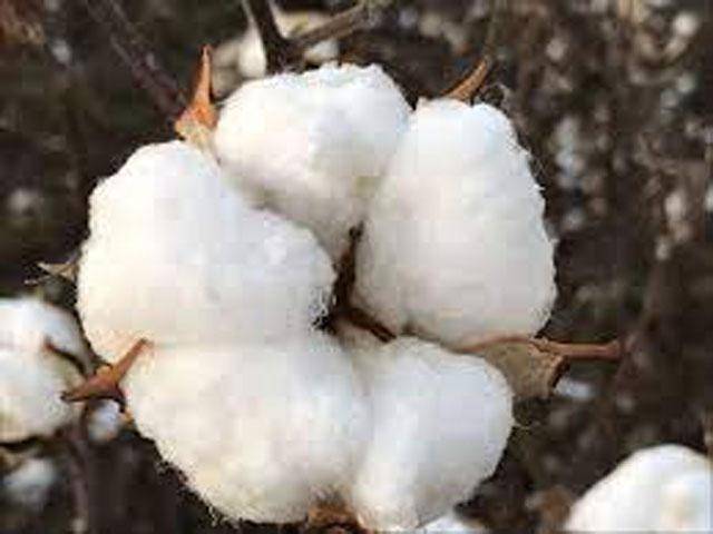 Over 1.5m cotton bales reach ginneries
