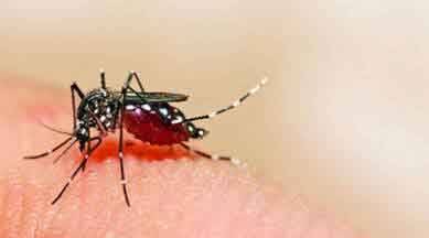 Anti-dengue drive continues