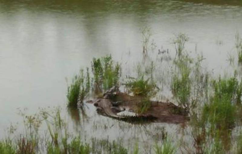Crocodile appears in stagnant floodwater; causes panic among villagers