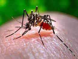 229 cases of Dengue virus reported in Punjab