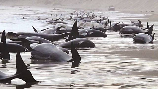 230 pilot whales stranded in Australia, ‘about half’ feared dead