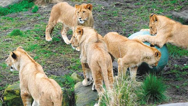 Five lions escape from enclosure in Sydney’s Taronga Zoo