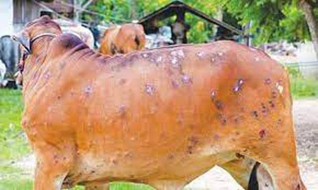 Pakistan needs Chinese assistance to save livestock from diseases