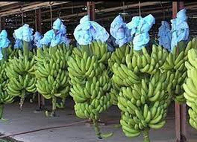 Pakistan looks forward to cooperating with China on banana cultivation