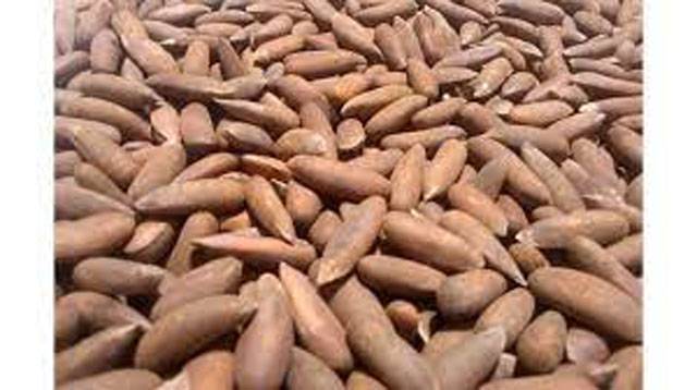 Huge market exists in China for Pakistani pine nuts