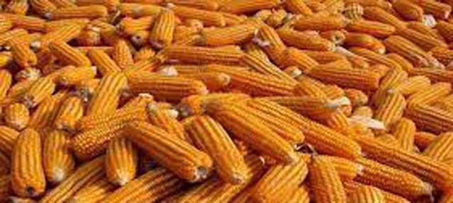 Timely maize cultivation can produce 100-120 maunds per acre yield: Agri experts