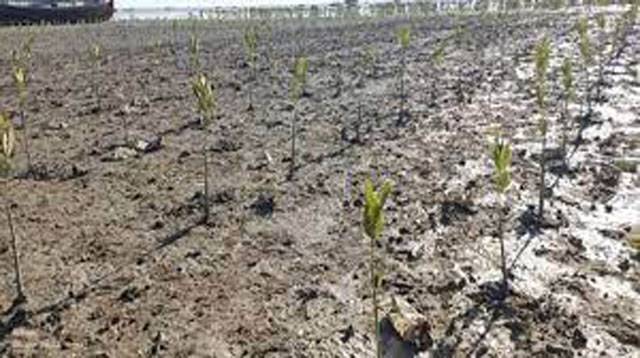 Pakistan restores mangroves under CPEC: Ghurki  