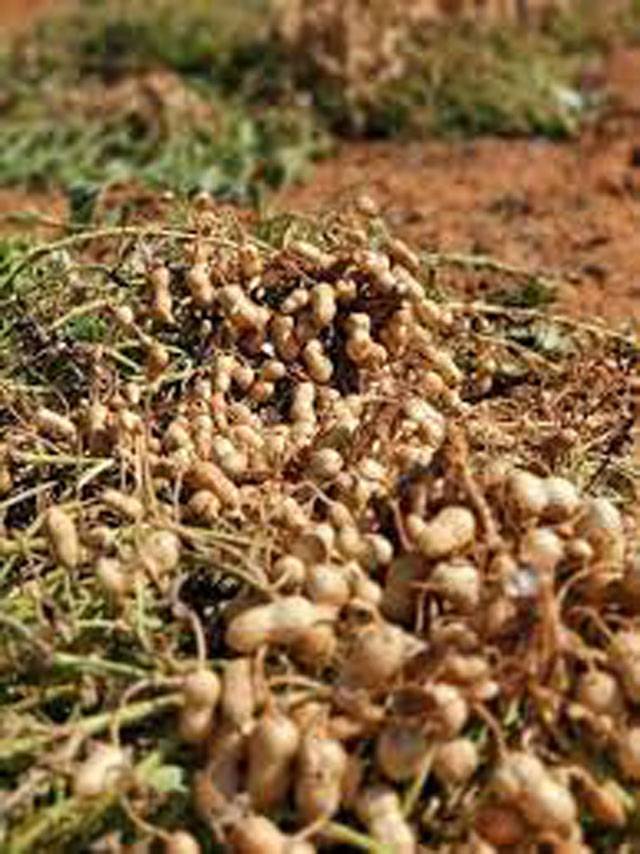 Peanut cultivation advisory issued  