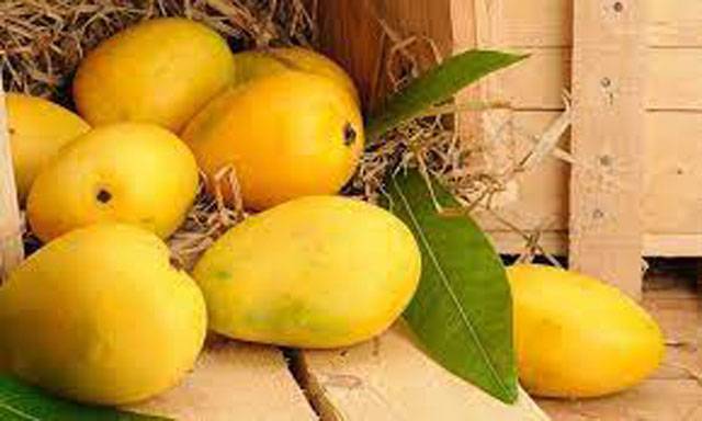Experts call to reduce freight, explore new markets to boost mango exports