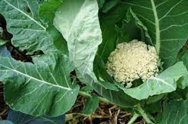 Advisory for growers of cauliflower
