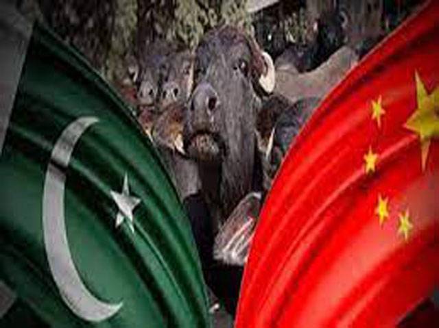 China extending cooperation to Pakistan to develop dairy industry