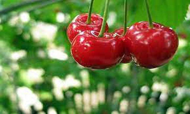China approves Pakistani cherry orchards for export