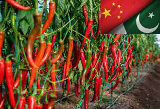 Pakistan, China to sign deal to have technical collaboration on hybrid chilli