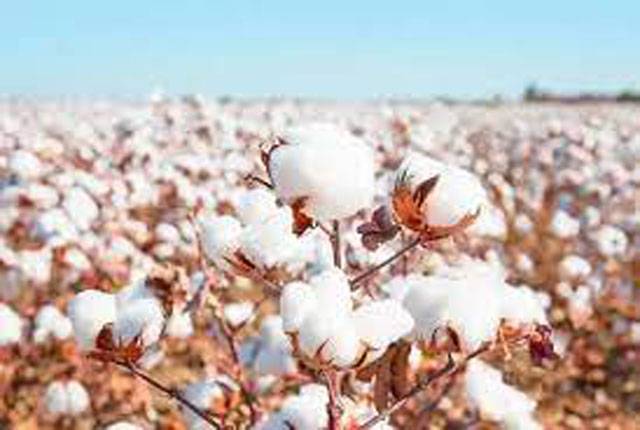 Farmers advised to take steps to save cotton crop from weeds