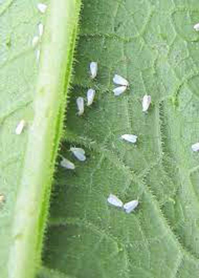 Agriculture field staff activated to control whitefly