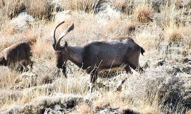 Chiltan ibex: Endangered wild goat back from brink of extinction in Pakistan
