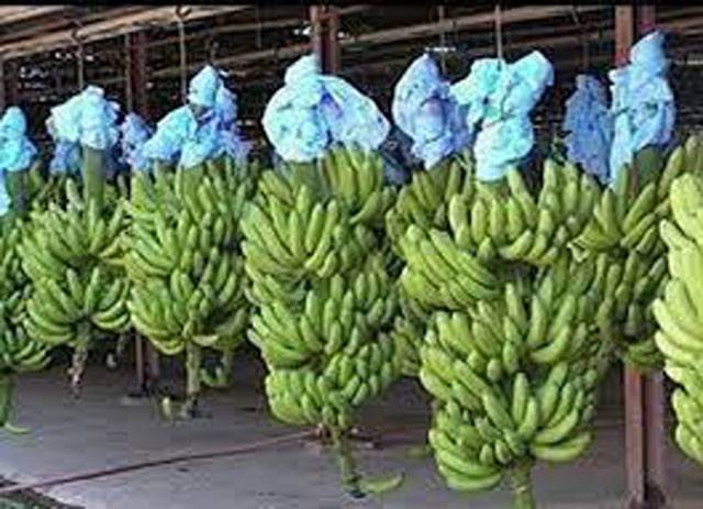 Pakistan takes strides to boost banana exports to central Asia