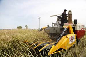 Chinese agricultural technology transforms oilseed harvesting landscape in Pakistan