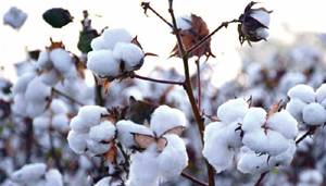 Farmers advised to start early cotton sowing