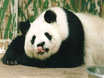 Worlds oldest panda dies in China