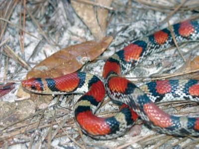 New scarlet snake found in Cambodia 
