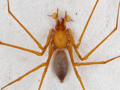 New spider family found in US caves