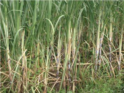 Sugar mills stop Rs 43b payment to cane growers