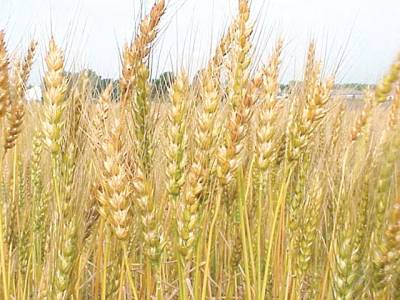 Wheat harvesting should start when crop ripens