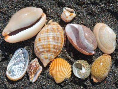 Philippines seizes rare snail shells