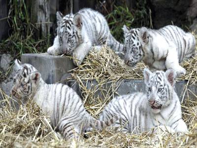 Rare white tiger cubs die in India