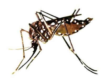 Call to devise anti-dengue strategy 