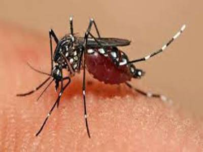 Dengue infects 12 in Pindi 