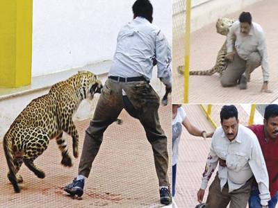 Leopard rampages through school in India, mauling six