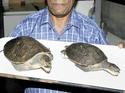 New species of turtle found in Papua New Guinea 