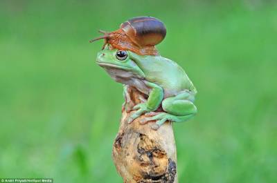 Snail perches on frog