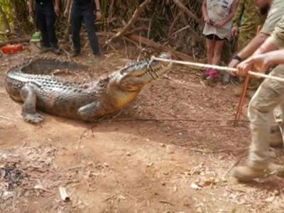 Cow-eating croc caught in Northern Australia