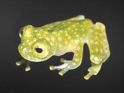 Researchers discover incredible new glass frog