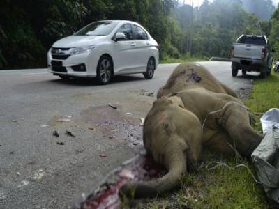 Baby elephant killed on Malaysia highway