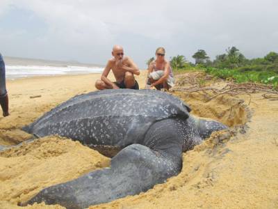 Giant turtle found on Spanish beach