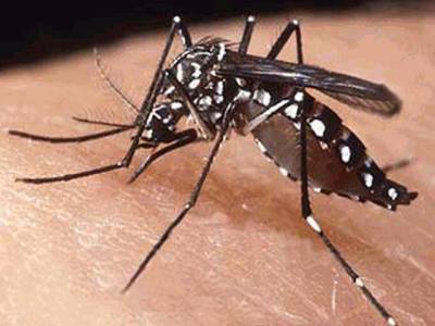 KP MPA’s brother dies of dengue