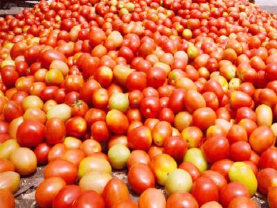 Tomato crisis worsens as price hits Rs300 per kg