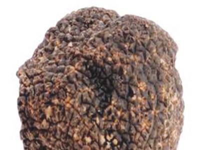 First luxury Perigord truffle cultivated in Britain